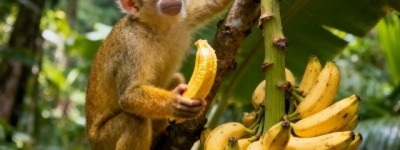 金玉良言是指什么生肖，词语解释落实释义