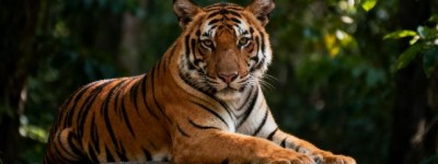 万民涂炭是指代表什么生肖，作答词语落实解释