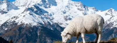 抚乔木年华将晚猜打一准确生肖，权威词语解答落实