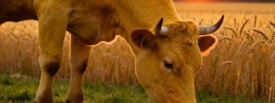 伤天害理打一生肖代表什么，释义最佳成语解释!