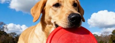 乌龟，乌龟正位看草原。流血流尽的生肖打一生肖代表什么，释义词语解释梳理