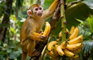 金玉良言是指什么生肖，词语解释落实释义