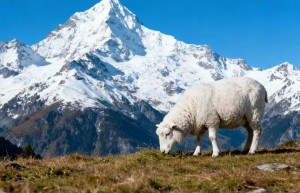 抚乔木年华将晚猜打一准确生肖，权威词语解答落实