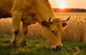 伤天害理打一生肖代表什么，释义最佳成语解释!