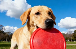 乌龟，乌龟正位看草原。流血流尽的生肖打一生肖代表什么，释义词语解释梳理