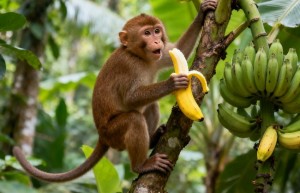 草吃草出力做牛马长胡须猜打一准确生肖，答案解析解释落实