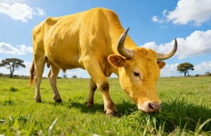 送故迎新是什么生肖,最佳词语释义解释