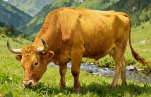 不生凡木与梨栗代表是最佳生肖，答案解析解释落实