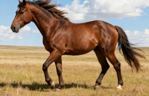 自言自语代表是指什么生肖，猜一词语释义解释