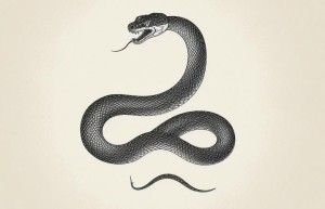 刍荛之见是什么生肖,精选词语释义解释