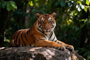 万民涂炭是指代表什么生肖，作答词语落实解释