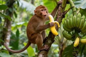 草吃草出力做牛马长胡须猜打一准确生肖，答案解析解释落实